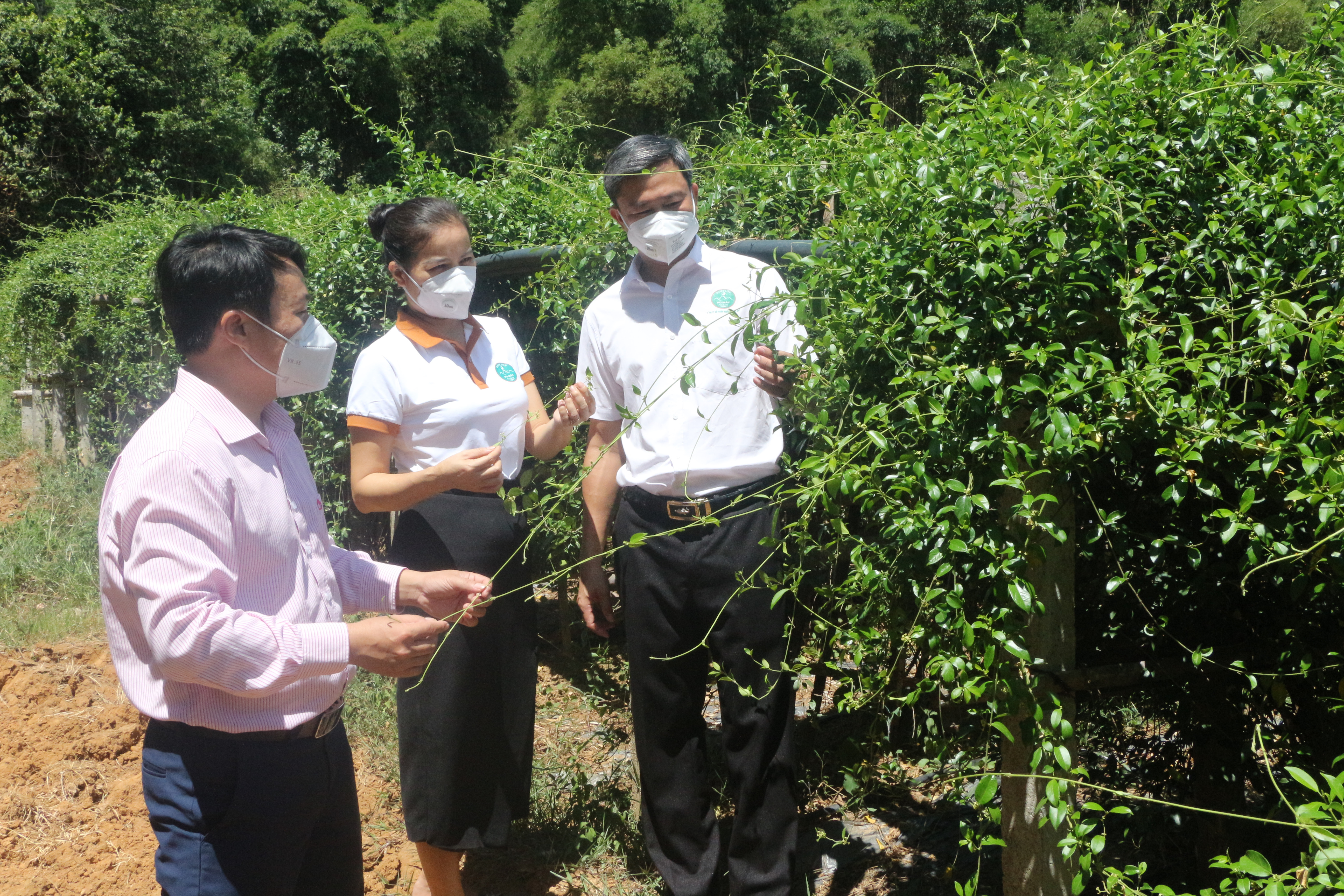 Cán bộ nhcsxh huyện Con Cuông kiểm tra vùng nguyên liệu của doanh nghiệp để hỗ trợ ảnh hưởng do dịch Covid - 19. Ảnh Thu Huyền
