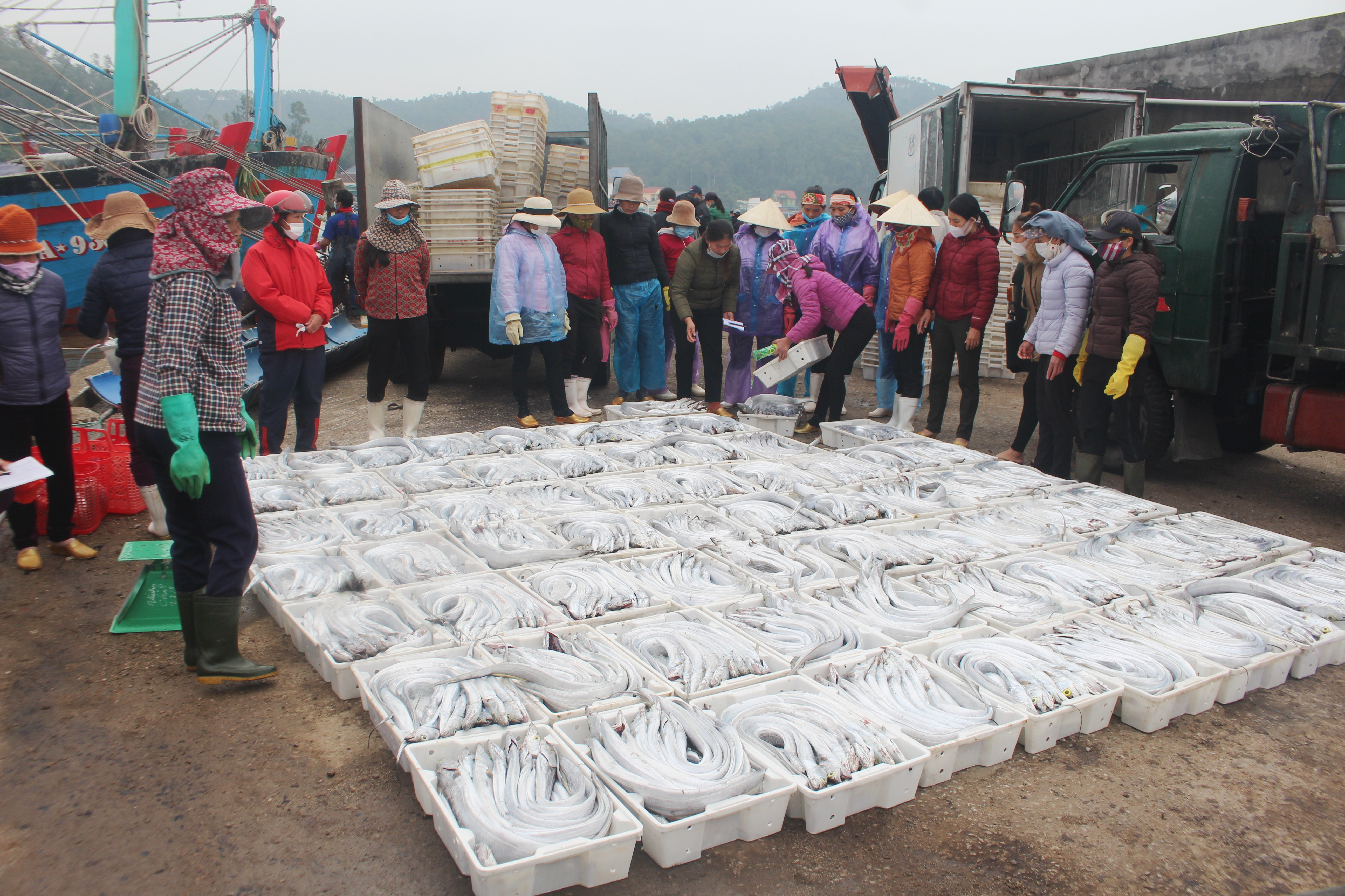 Tàu của thuyền trưởng Trần Thành ở xã Quỳnh Long trúng đậm hơn 3 tấn cá hố, và nhiều loài cá khác cho doanh thu trên 400 triệu đồng.