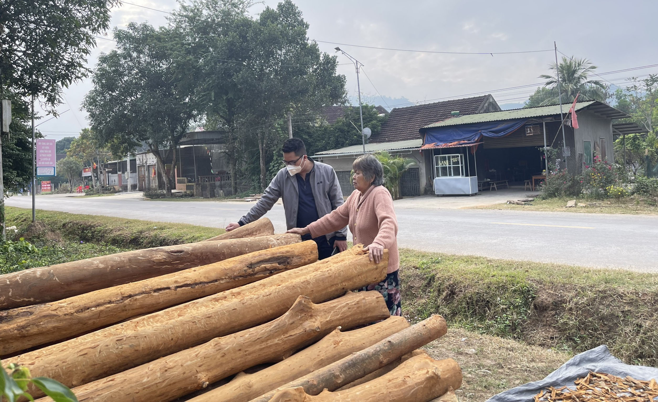 Một hộ dân bị bóc trộm 30 cây quế, đành phải đốn hạ mang về bán làm gỗ. Ảnh: Tiến Hùng