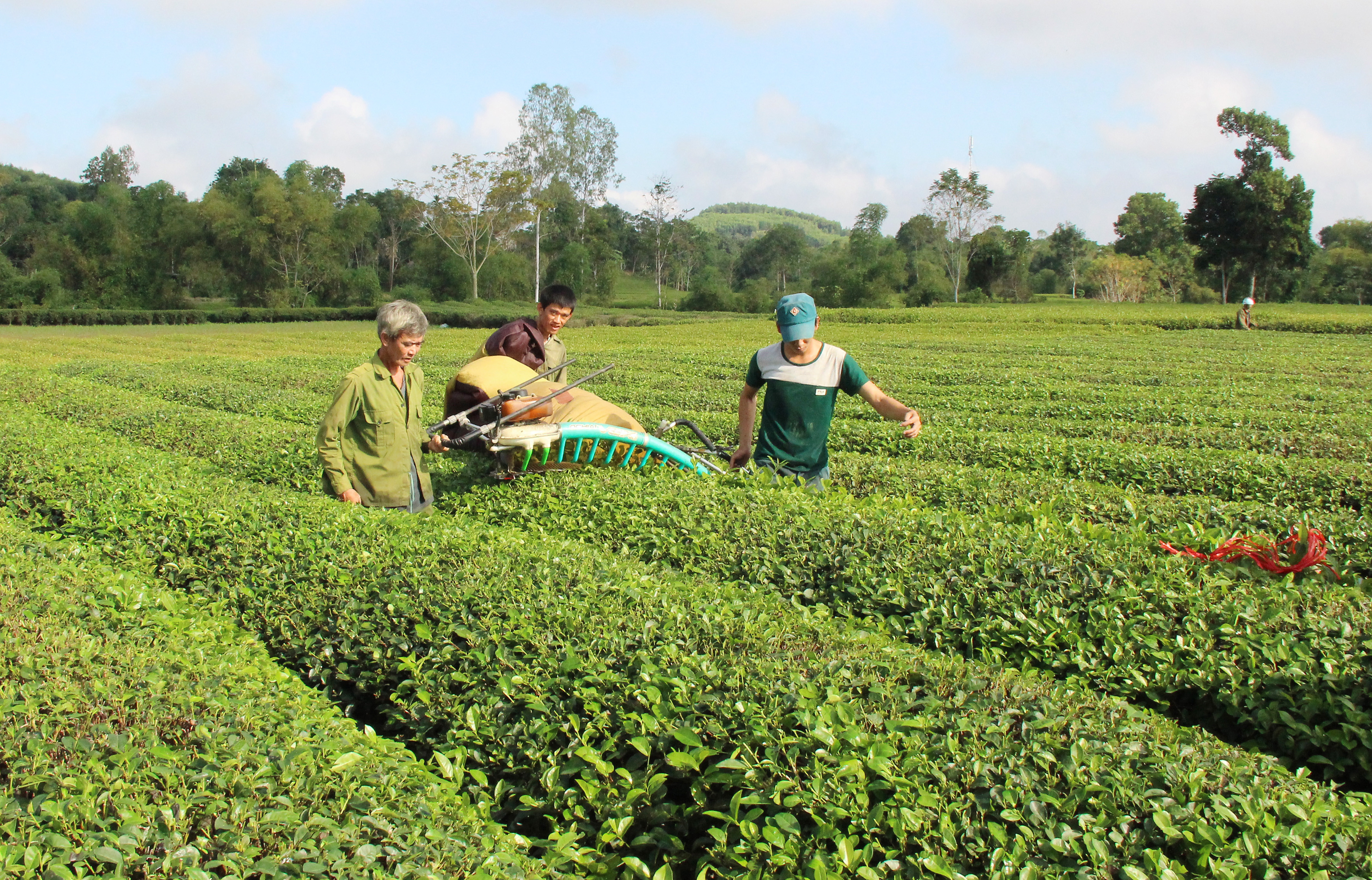 Sản xuất nông nghiệp đa dạng nhiều sản phẩm giá trị cũng là tiềm năng phát triển du lịch canh nông ở Thanh Chương. Ảnh: Diện Nguyễn