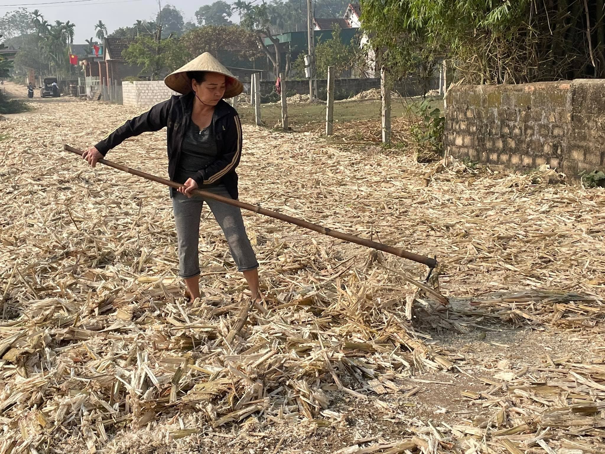 Bã mía sau khi ép lấy mật còn được người dân phơi khô để làm củi nấu mật. Ảnh: Minh Thái