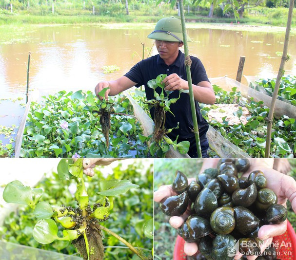 Những năm gần đây, nhiều nông dân ở Yên Thành, Anh Sơn... đầu tư nuôi ốc bươu đen mang lại hiệu quả kinh tế cao. Ảnh: Thái Hiền