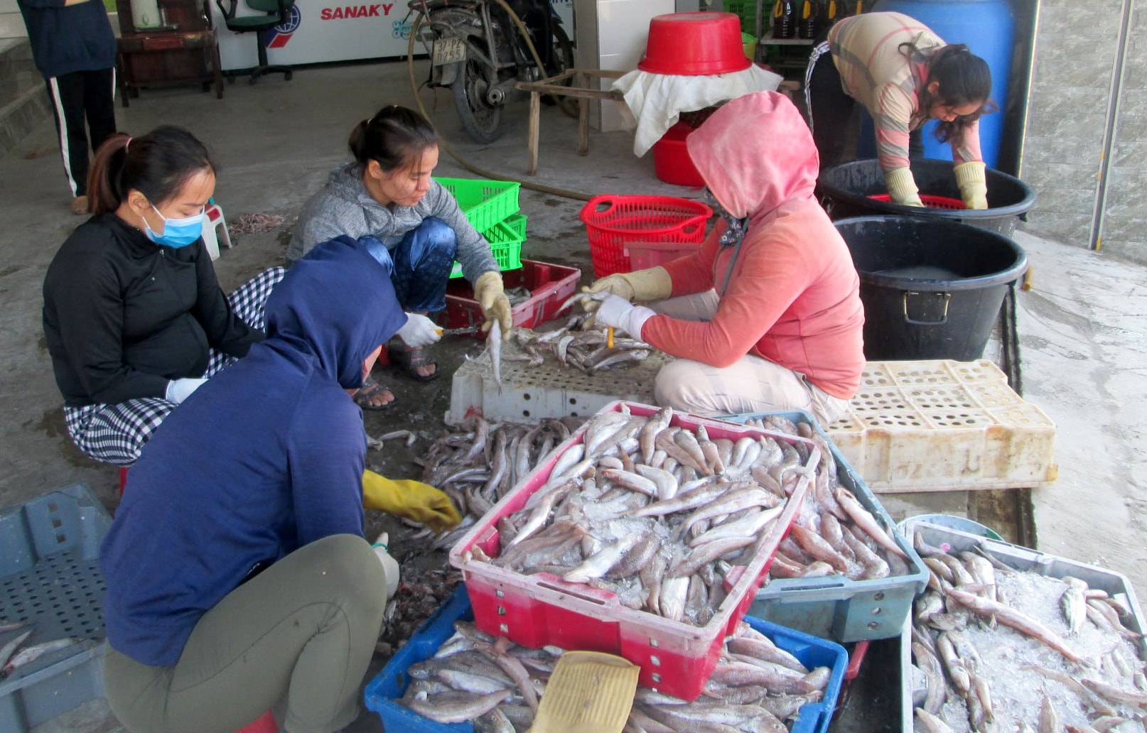 Dịp cuối năm các cơ sở thu mua hải sản ở xã Sơn Hải phải thuê nhiều công nhân để đóng gói hải sản kịp giao cho khách