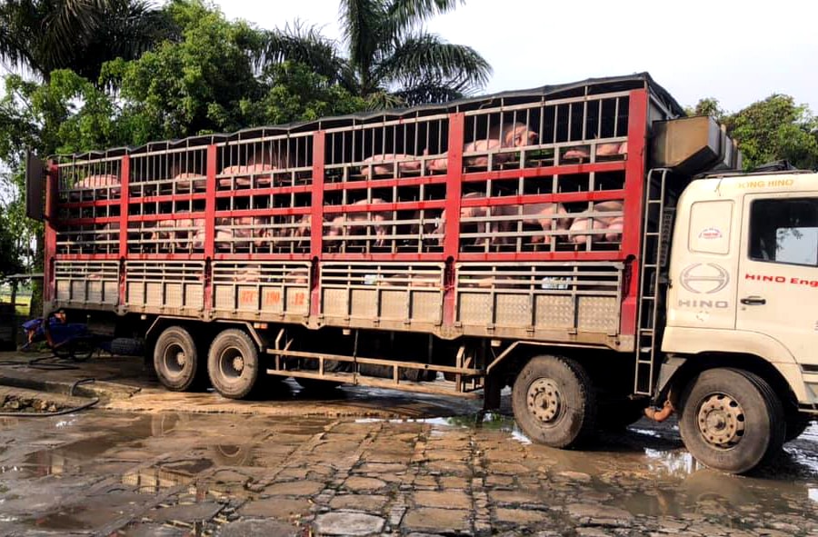 Sở dĩ giá lợn tăng là do nhu cầu sử dụng thịt lợn để chế biến từ người dân, doanh nghiệp vào dịp cuối năm tăng. Ảnh: Thanh Phúc