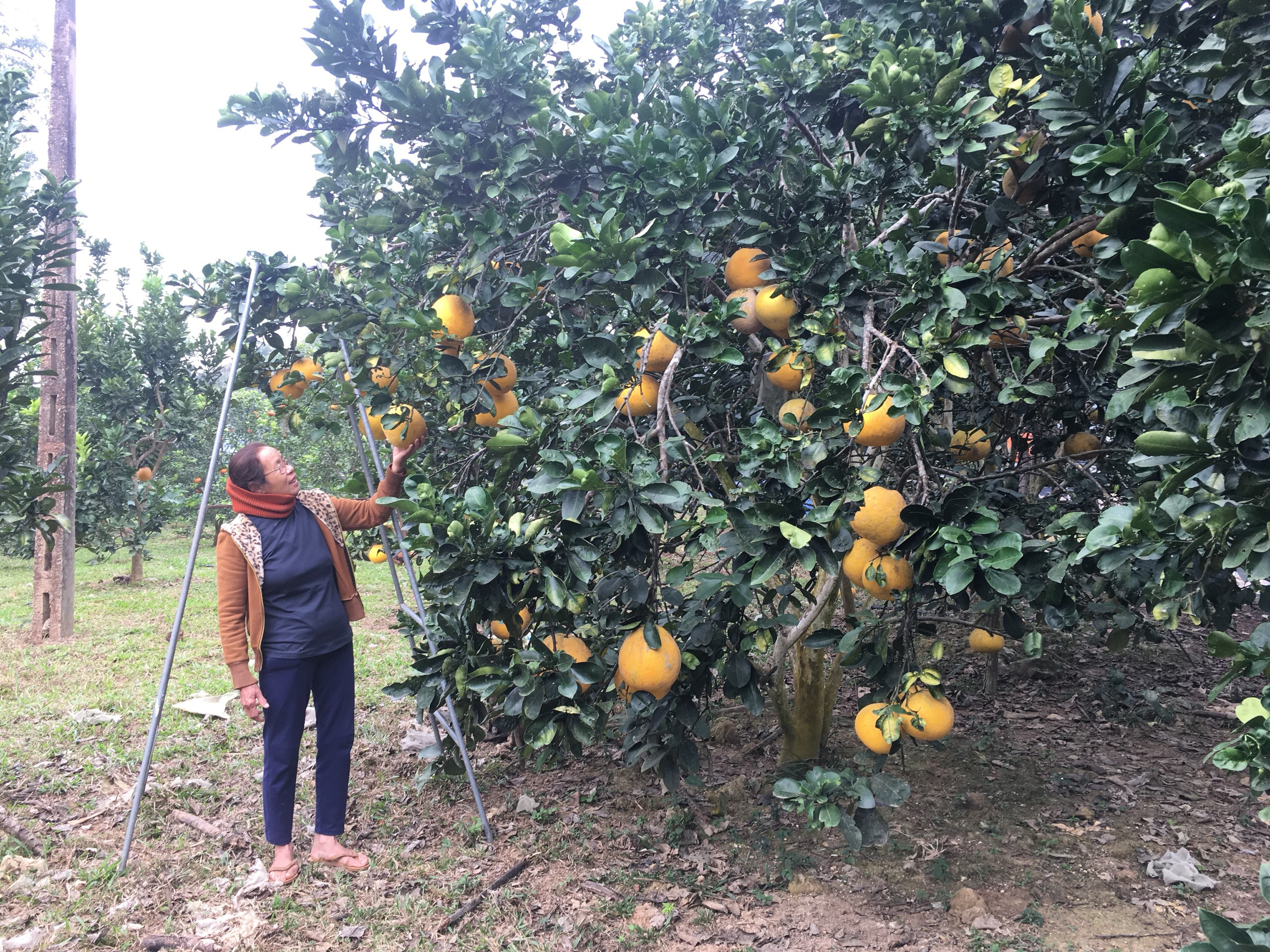Vườn bưởi gia đình bà Nguyễn Thị Thịnh có 110 gốc bưởi Diễn đang chuẩn bị thu hoạch