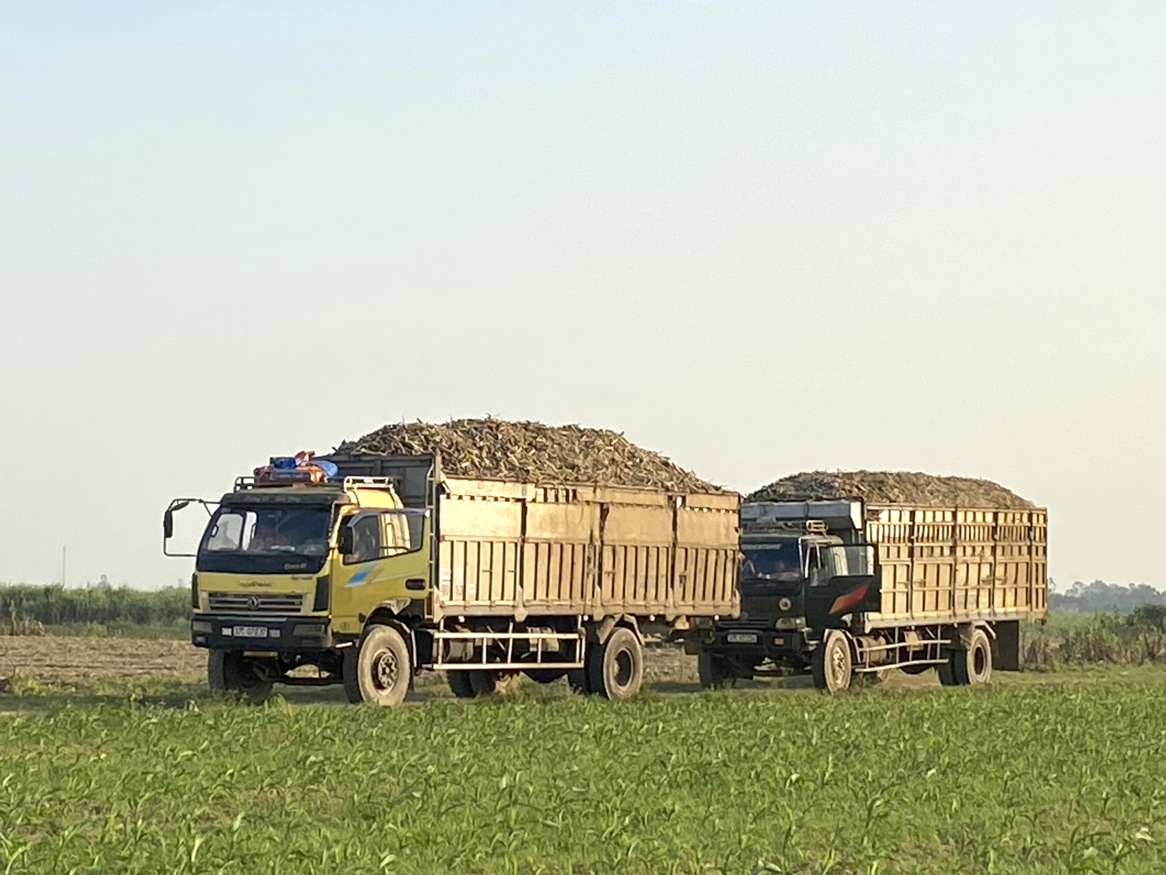 Mía thâm canh ở huyện Nam Đàn cho năng suất gần 100 tấn/ha. Ảnh: Trân Châu