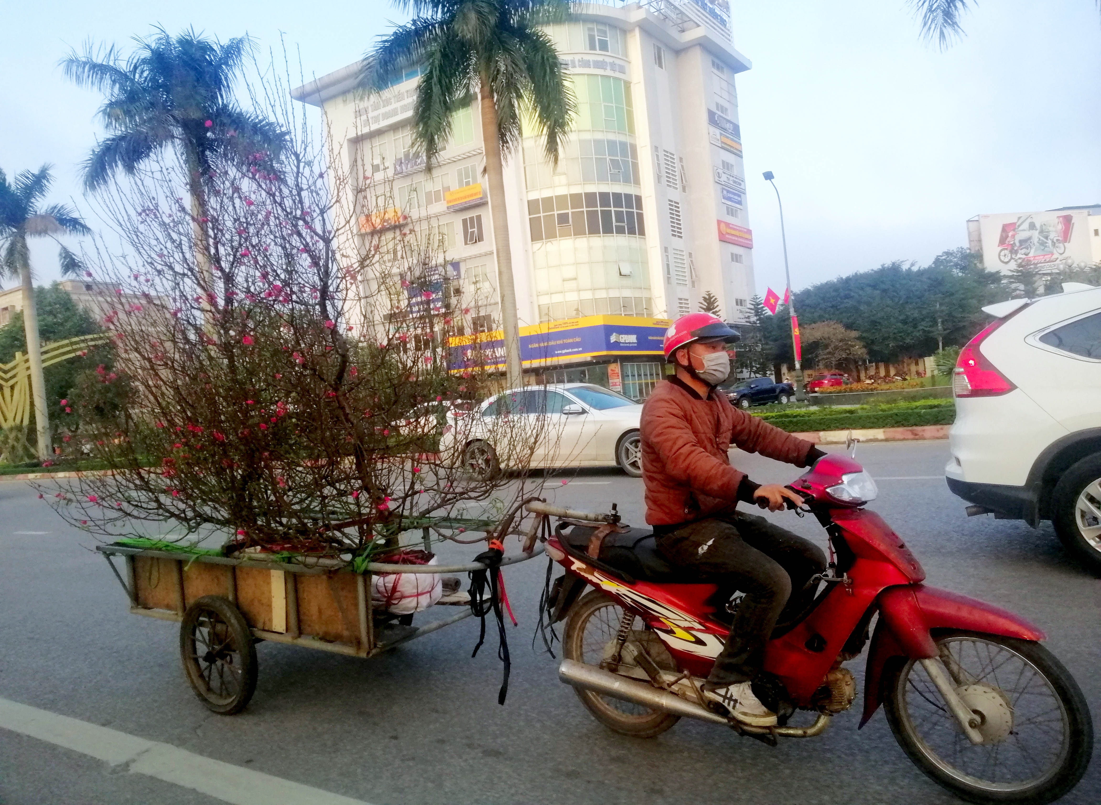 Nhiều lao động phổ thông có thể kiếm tiền triệu mỗi ngày từ việc vận chuyển cây cảnh thuê. Ảnh: Q.A