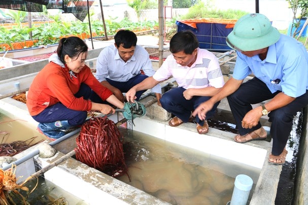 Kiểm tra mô hình ươm ba ba giống tại xã Tân Sơn, huyện Quỳnh Lưu. Ảnh: Nguyễn Hải