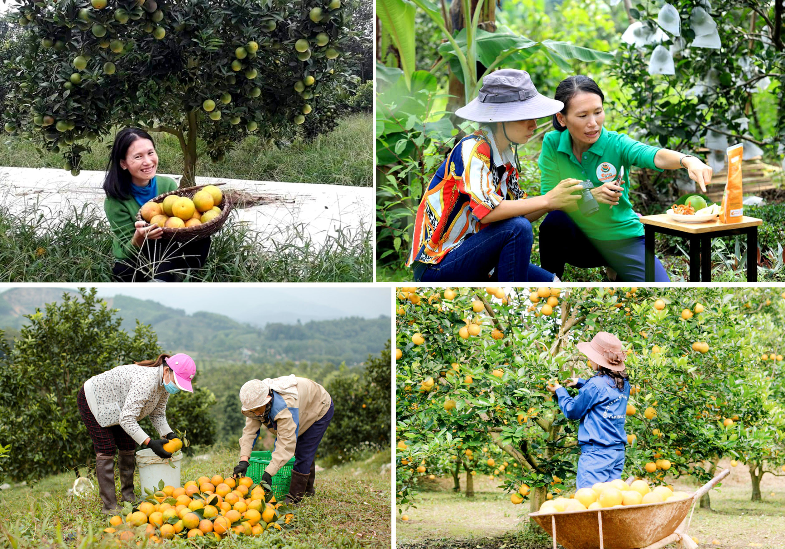 Cô gái sinh năm Bính Dần - Nguyễn Thị Lê Na người đầu tiên ở Nghệ An thành công với mô hình trồng cam sinh thái. hiện cam Vinh của Công ty Nông sản Phủ Quỳ do Lê Na điều hành đã có mặt khắp các siêu thị ở các tỉnh, thành.