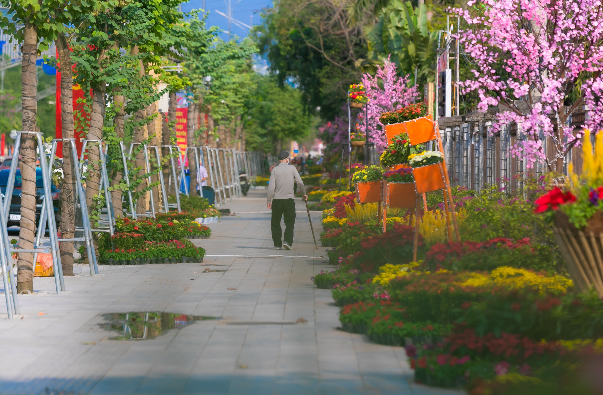 Tuyến đường Hồ Tùng Mậu được chọn làm tuyến đường hoa của TP. Dọc hai bên vỉa hè được bố trí rất nhiều loại hoa với màu sắc rực rỡ tạo không khí vui tươi khi một mùa xuân mới sắp sửa gõ cửa. Ảnh: Đức Anh