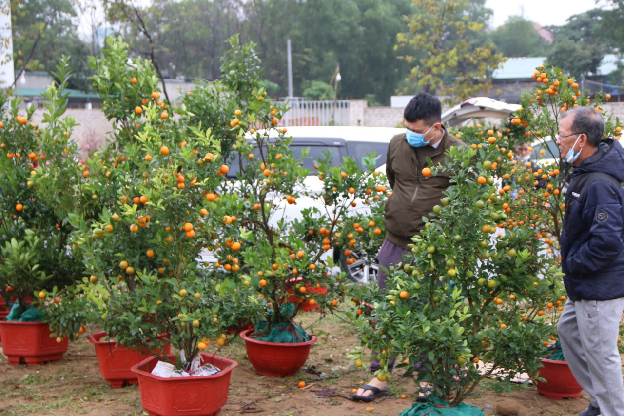 Nhiều người tranh thủ đi chọn mua quất ngày cận Tết. Ảnh: Tiến Đông