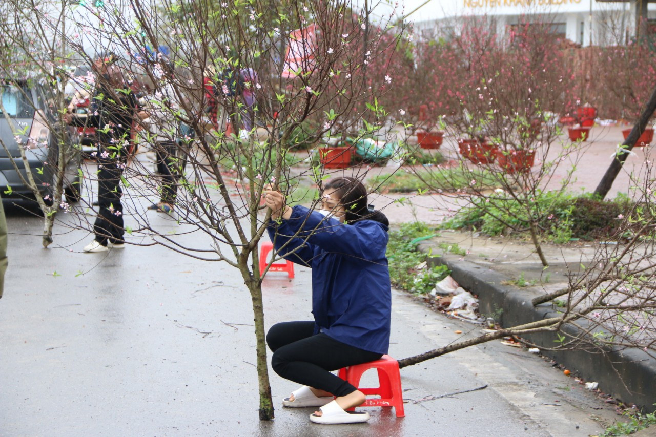 Nhiều hộ kinh doanh đã phải huy động đông đảo người nhà ra bán đào nhưng bán vẫn rất chậm. Ảnh: Tiến Đông 