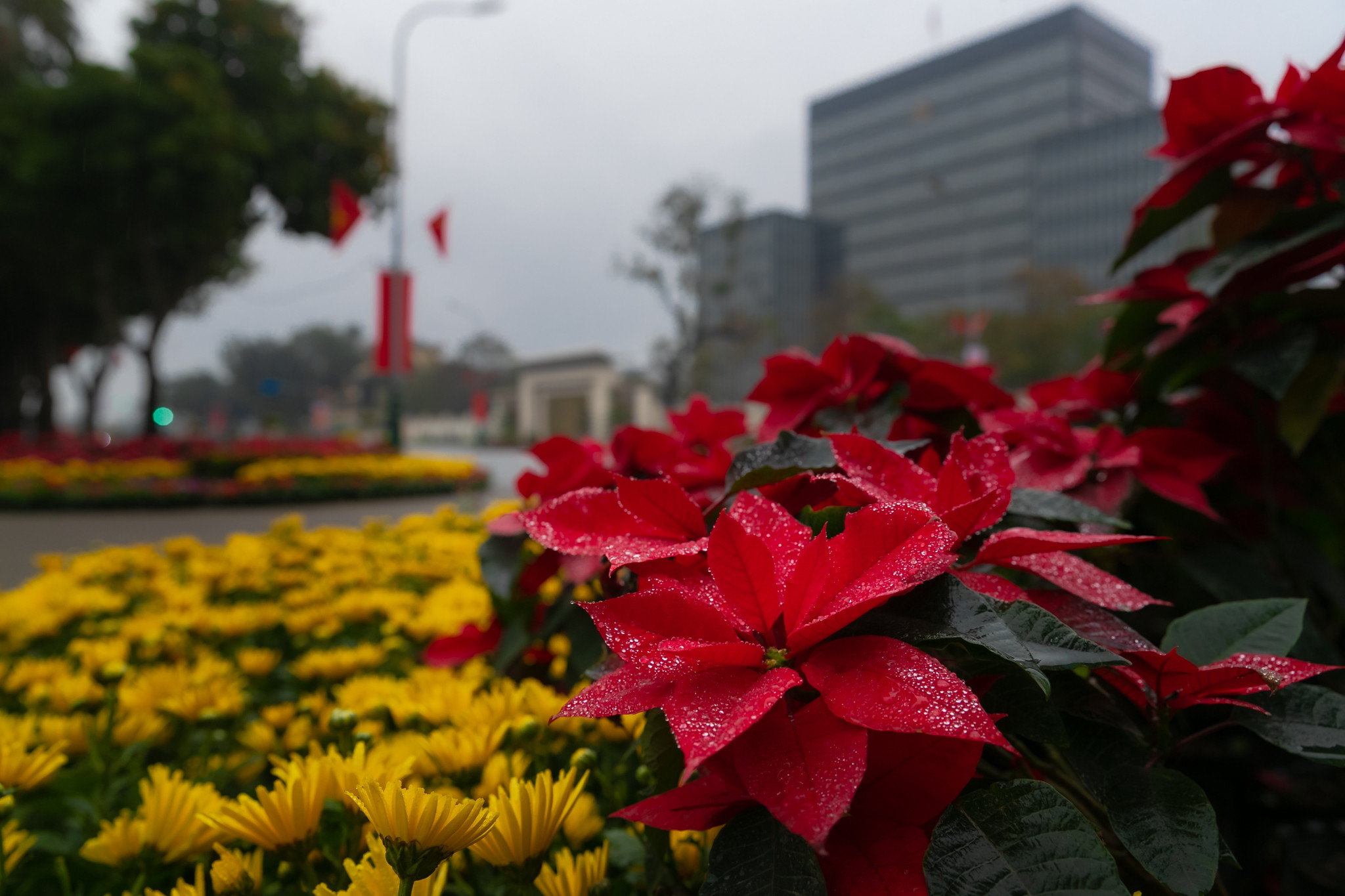 Những cánh hoa phủ đầy những giọt sương đang khoe sắc như đưa chúng ta đến với những tích cực, rũ bỏ những ưu buồn để hướng đến một mùa xuân với những niềm tin yêu khát khao mới. Ảnh: Đức Anh