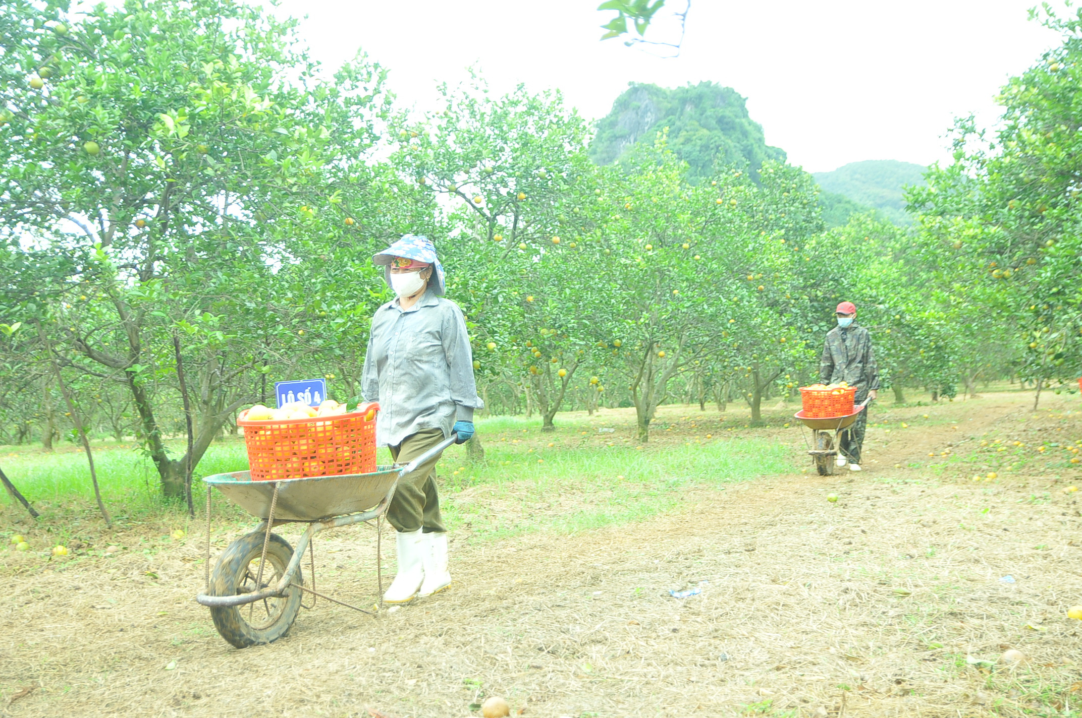 Nông dân Yên Thành thu hoạch cam Vinh. Ảnh Tiến Đông