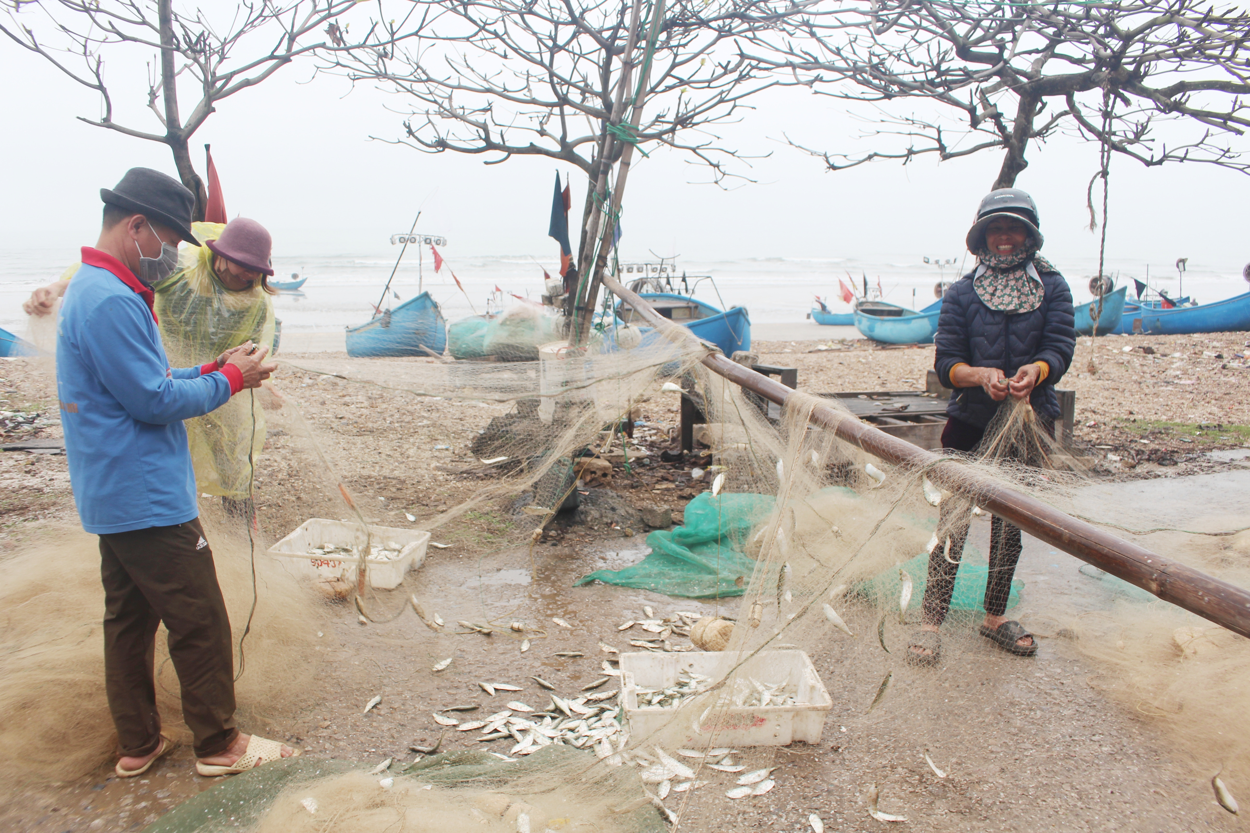 Ngư dân Quỳnh Lưu được mùa cá trích sau Tết. Ảnh: Việt Hùng