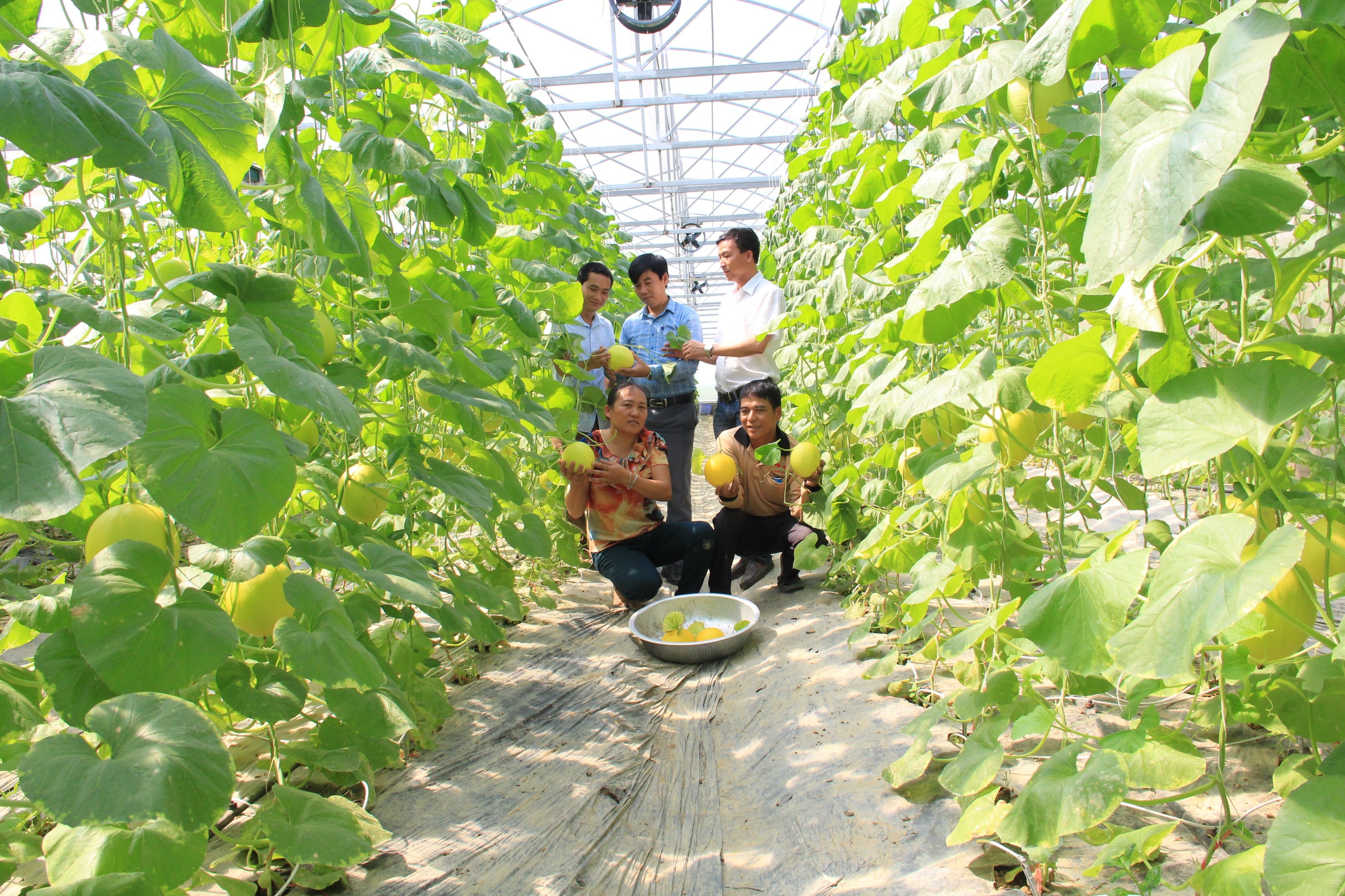 Mô hình dưa lưới của gia đình anh Nguyễn Phùng Khởi, xã Trung Sơn (Đô Lương). Ảnh: Thanh Quỳnh