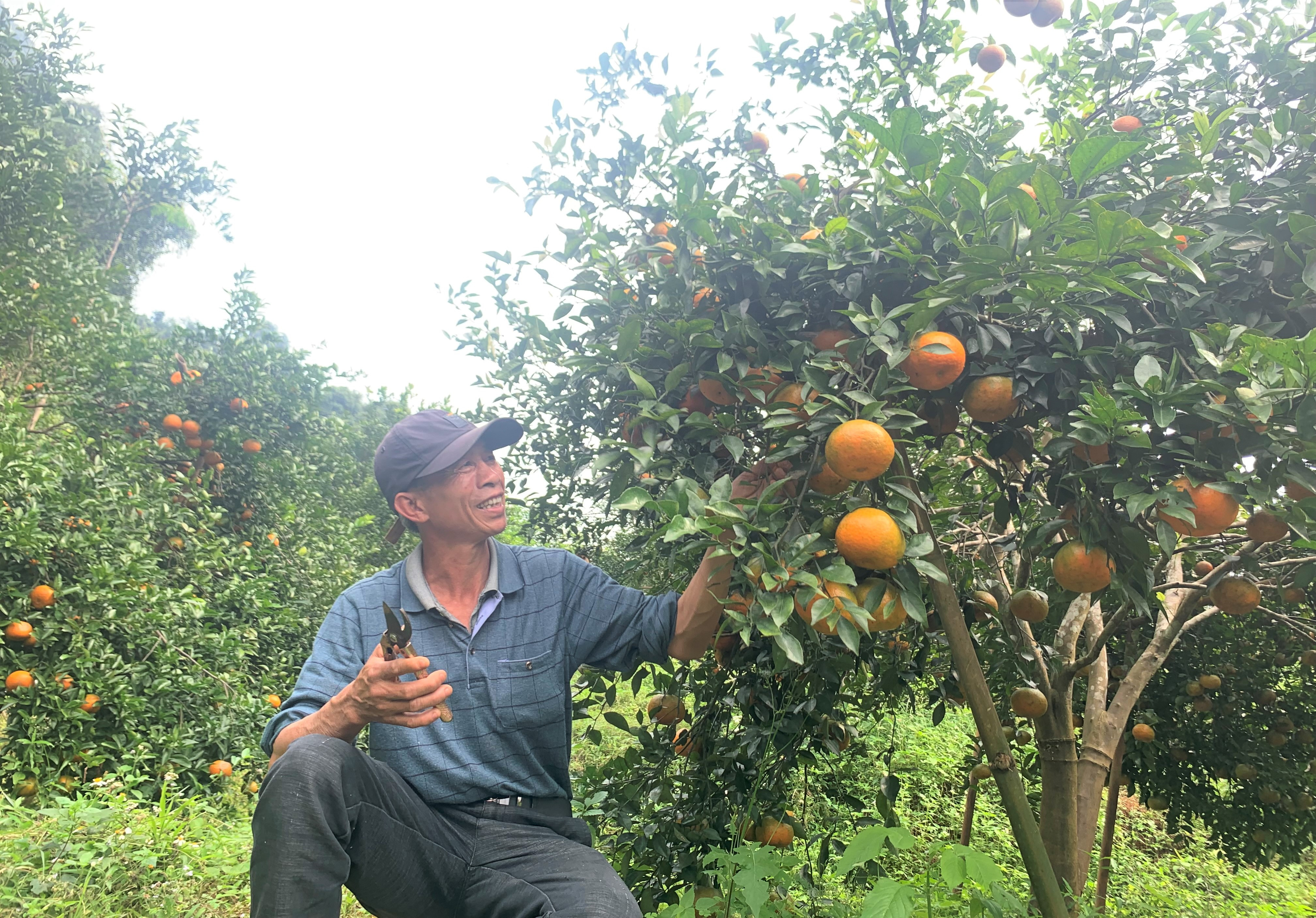 Thời điểm này gia đình ông Trần Văn Hải ở thôn 2 xã Hội Sơn đang thu hoạch những trái cam bù Kim Nhan vàng óng cuối mùa để kịp giao cho khách đặt. Ảnh Thái Hiền