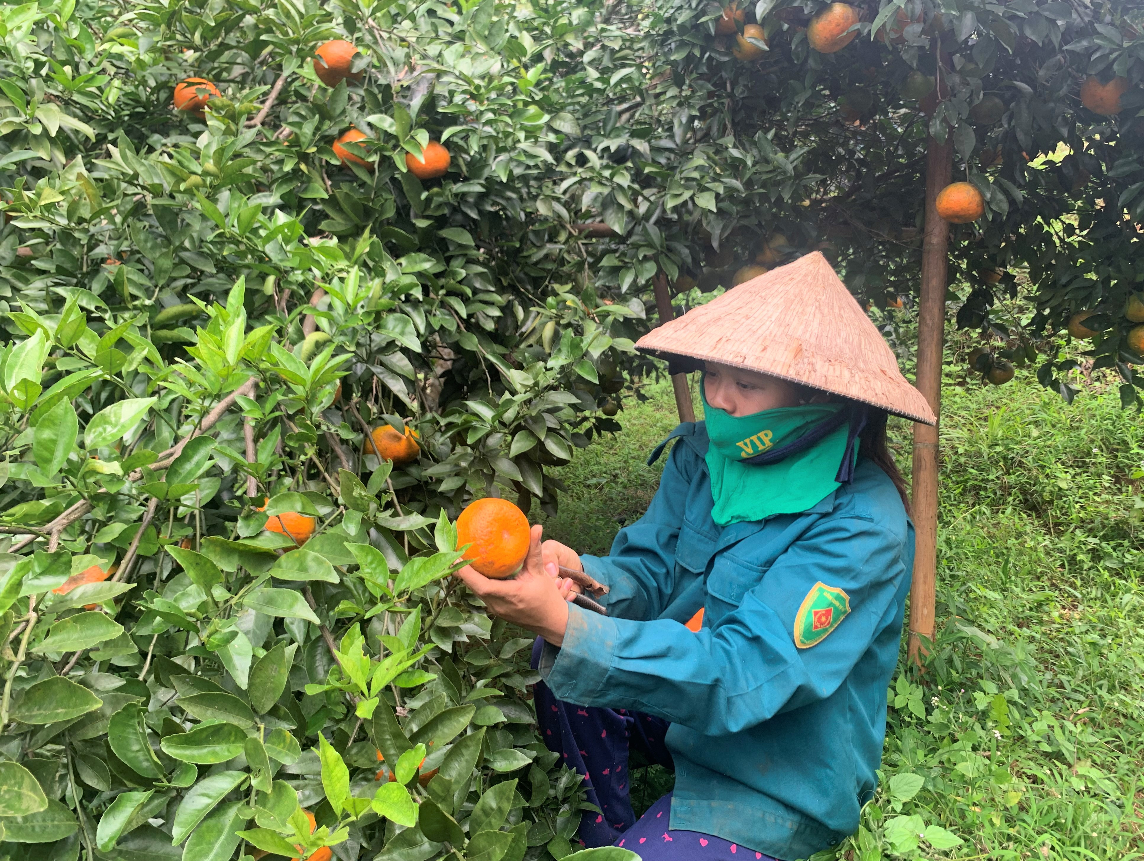 Những năm gần đây, cam bù ở Anh Sơn rất được người tiêu dùng ưa chuộng, cam được thương lái vào tận vườn thu mua. Ảnh Thái Hiền