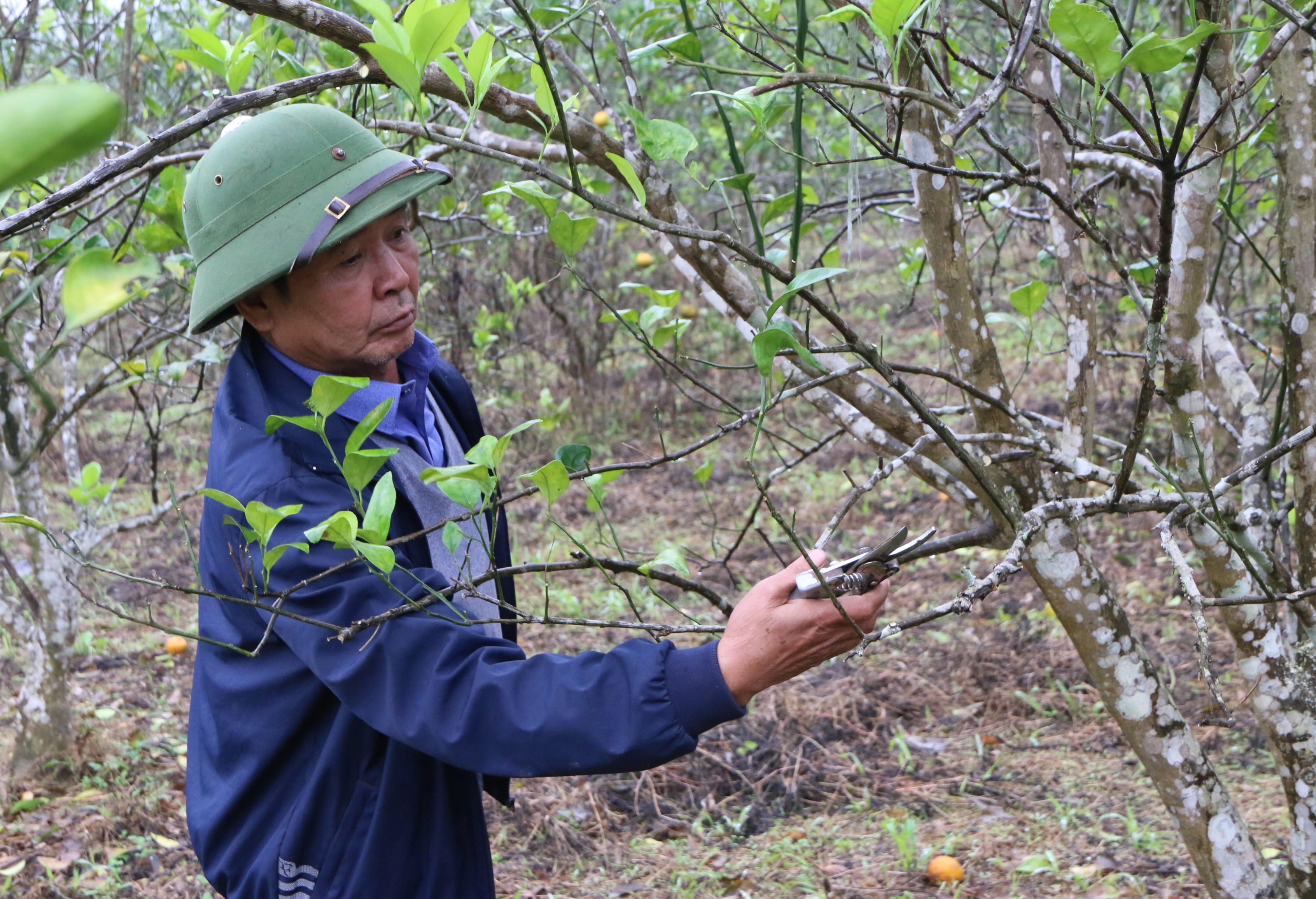 Tiến sĩ Đỗ Văn Chung tiến hành bấm cành để cải tạo một vườn cam bị thoái hóa trên địa bàn huyện Con Cuông. Ảnh: Tiến Đông 