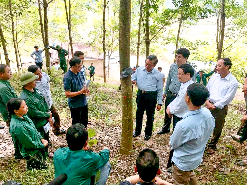 Lãnh đạo công ty kiểm tra vườn cao su. Ảnh: P.V