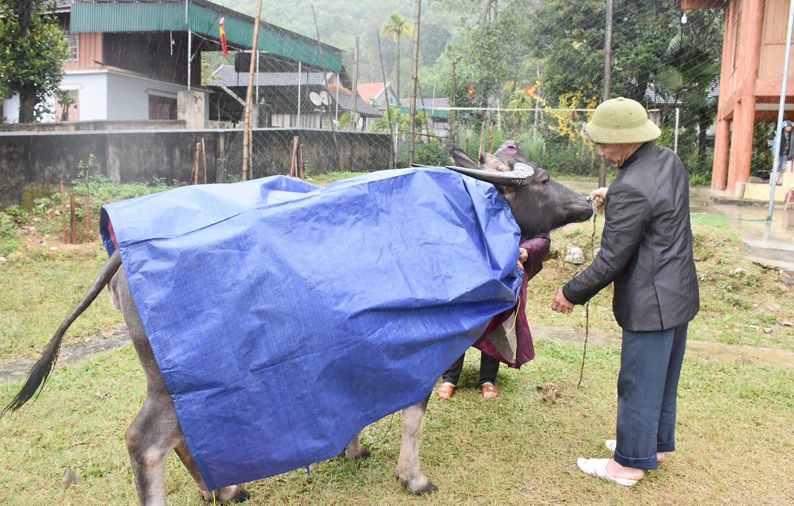 Xã Lục Dạ huyện Con Cuông hiện có hơn 2.700 con trâu bò, thời tiết giá lạnh địa phương tuyên truyền vận động nhân dân các biện pháp phòng chống rét cho gia súc. Ảnh: Thanh Lê