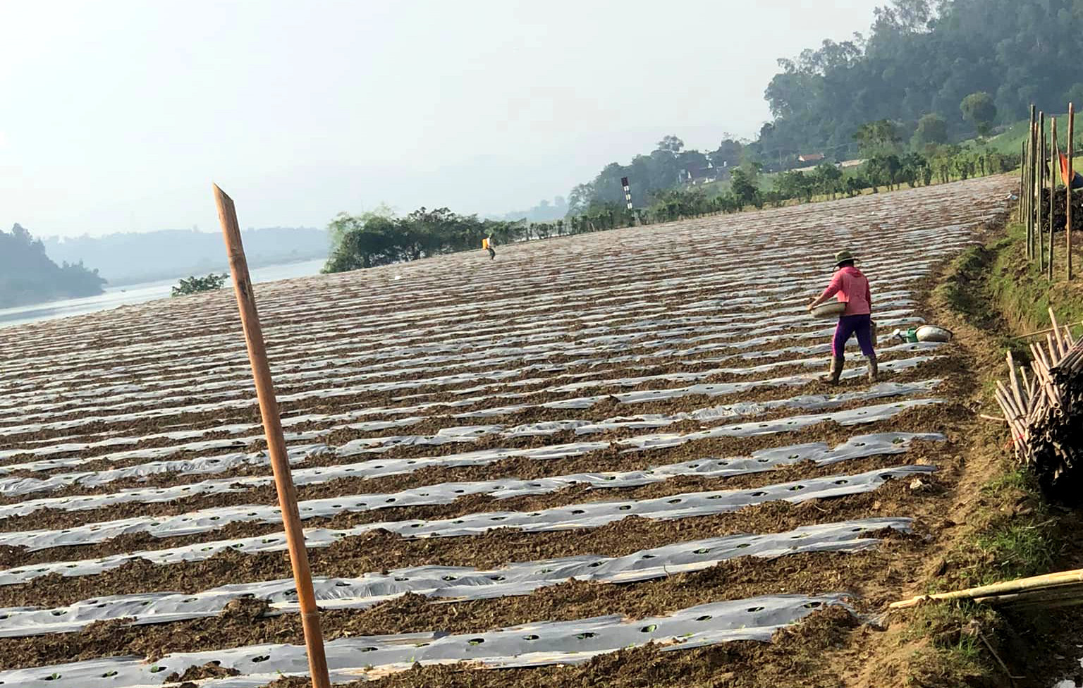 Nông dân vùng bãi ven sông Lam tích cực bám đồng bãi để chăm sóc cho diện tích lạc Xuân vừa ra lá. Ảnh: Thanh Phúc