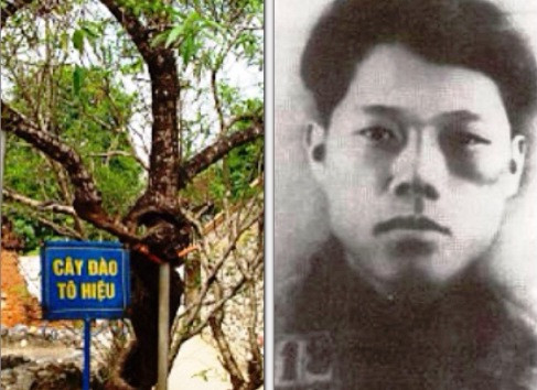 Nhà cách mạng Tô Hiệu và cây đào liệt sĩ đã trồng tại Nhà tù Sơn La. Ảnh Tl