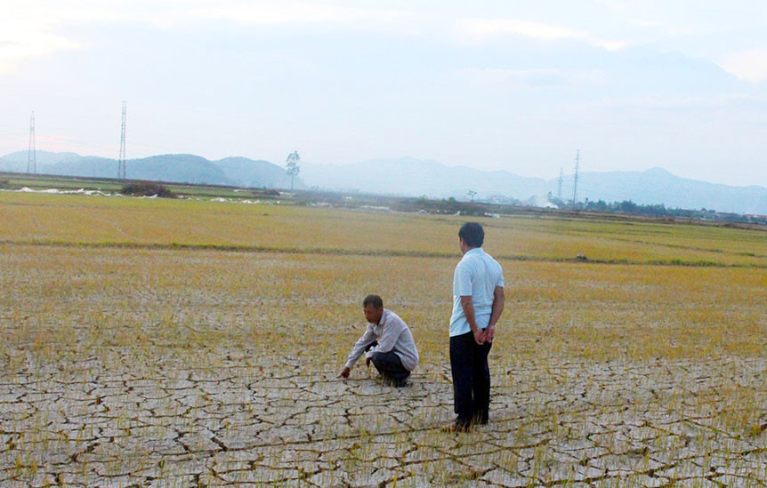 Cánh đồng lúa cháy khô do hạn hán ở Nghi Hoa, Nghi Lộc trong vụ hè thu 2019. Ảnh: Phú Hương