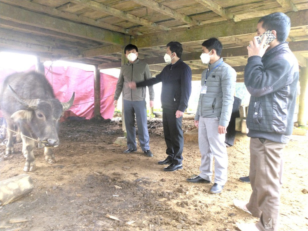 Ông Dương Hoàng Vũ, Chủ tịch UBND huyện Quế Phong đã trực tiếp xuống các xã bị thiệt hại để kiểm tra và cùng cán bộ hướng dẫn bà con cách phòng chống rét cho trâu, bò. Ảnh: CTV