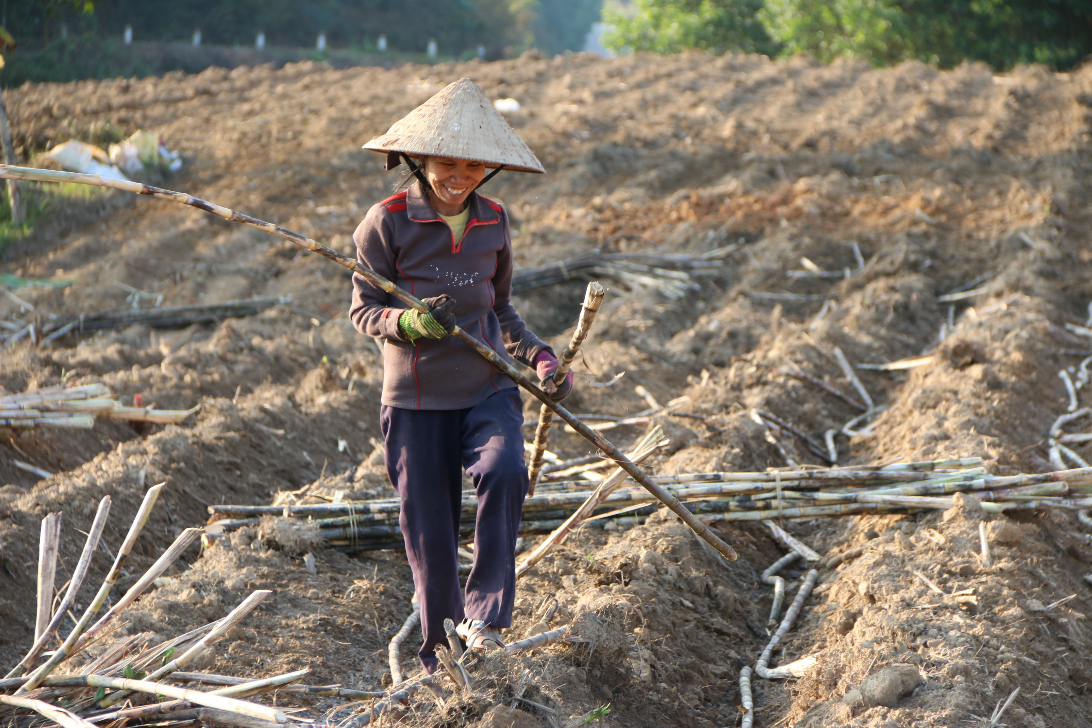 Bà Hoàng Thị Kiều, một trong số những người chuyên đi trồng mía thuê cho biết, tùy vào từng cánh đồng mà giá công mỗi ngày giao động từ 160.000 đồng đến 180.000 đồng. Ảnh: Tiến Đông 