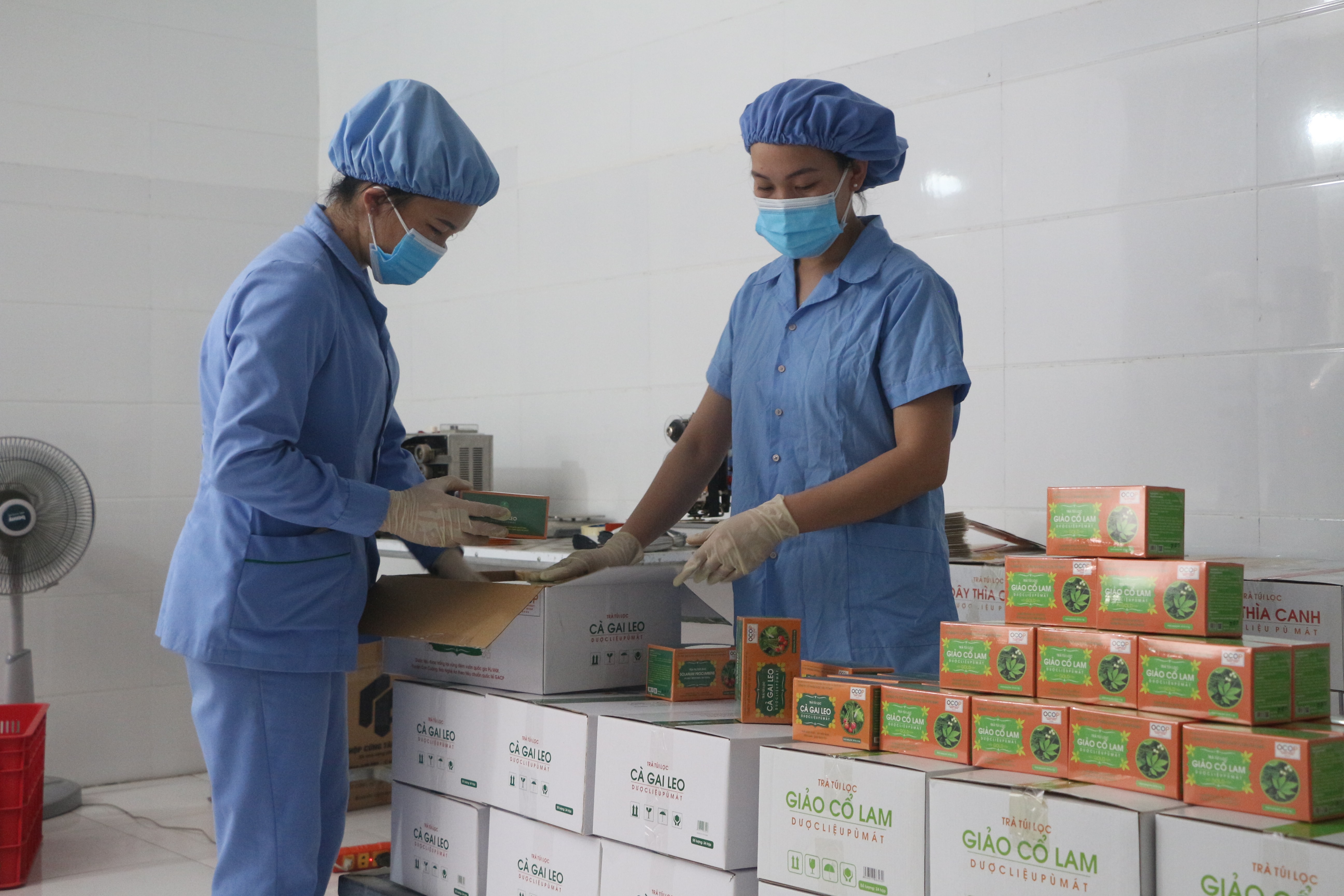 Công ty cổ phần Dược liệu Pù Mát - một trong những doanh nghiệp được vay vốn lãi suất 0% trả lương ngừng việc cho người lao động. Ảnh Việt Phương