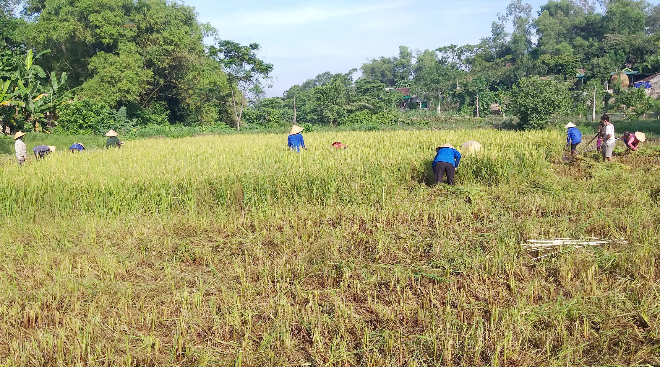 Phụ nữ huyện Thanh Chương hỗ trợ hội viên, phụ nữ thu hoạch mùa. Ảnh: Mai Hoa