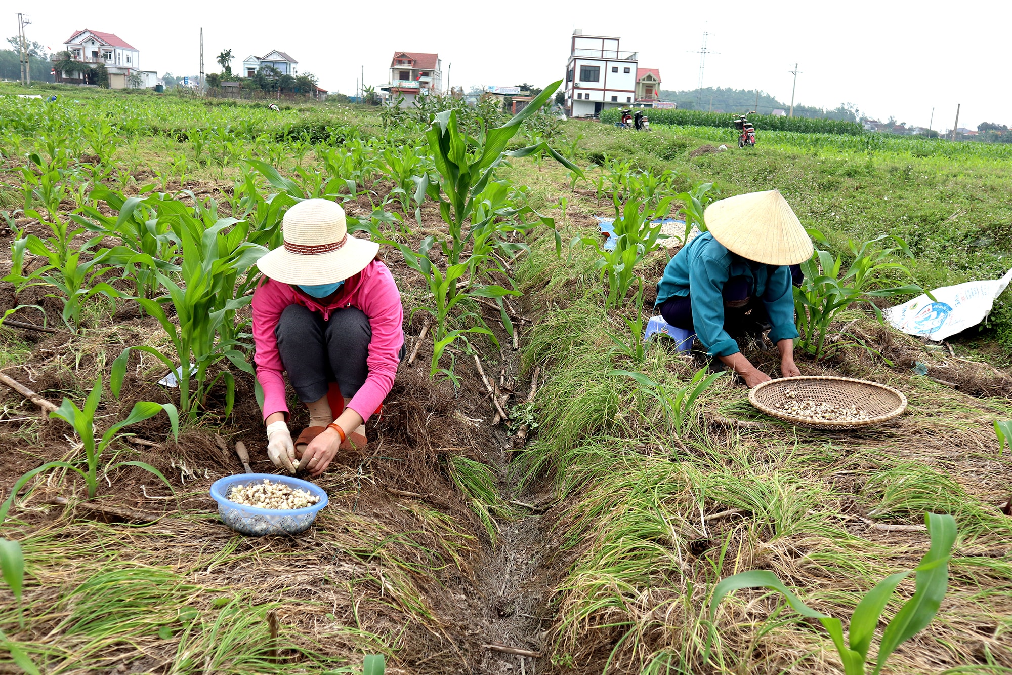 Nông dân đang vào vụ thu hoạch rộ hành tăm. Ảnh: Thanh Phúc