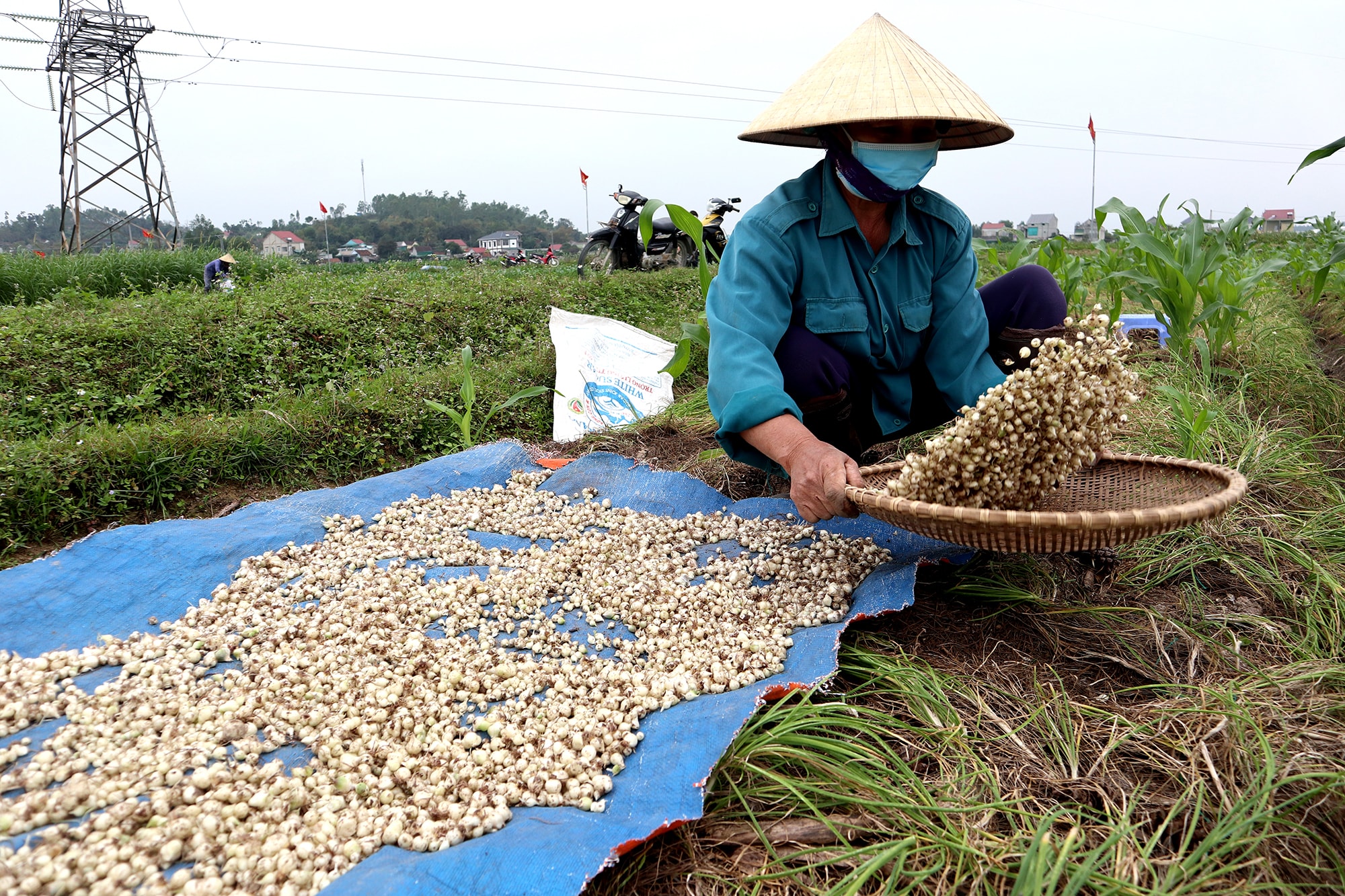 Giá hành hiện đang ở mức thấp, dao động từ 15.000 đồng - 18.000 đồng/kg. Ảnh: Thanh Phúc