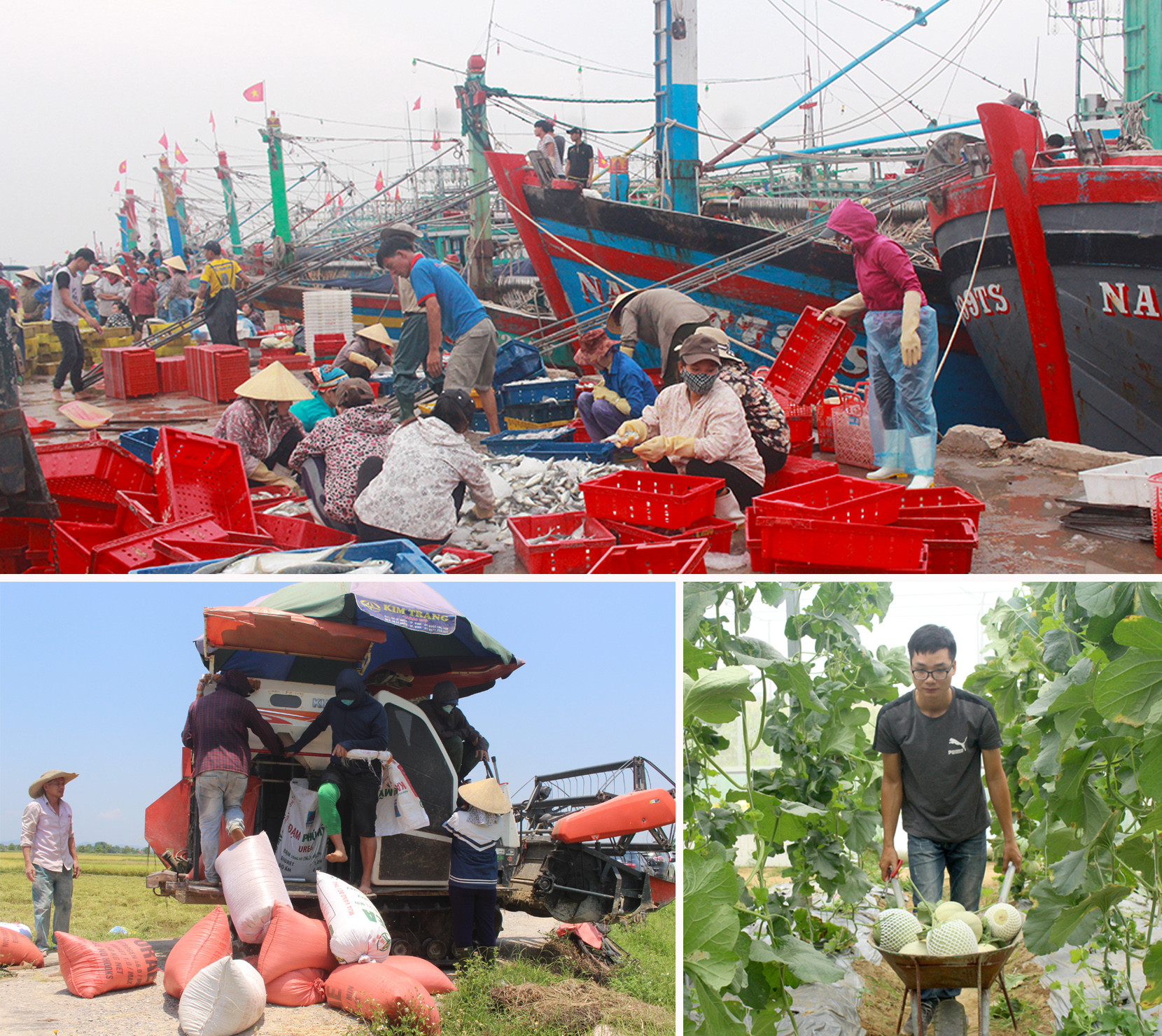 Nguồn nông sản phong phú chủng loại cả về thủy sản, trồng trọt và chăn nuôi. Ảnh: Phú Hương