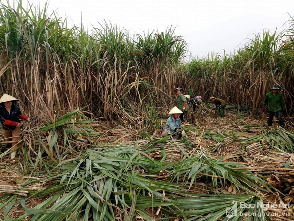 Nông dân Nghệ An thu hoạc mía nguyên liệu. Ảnh: tư liệu