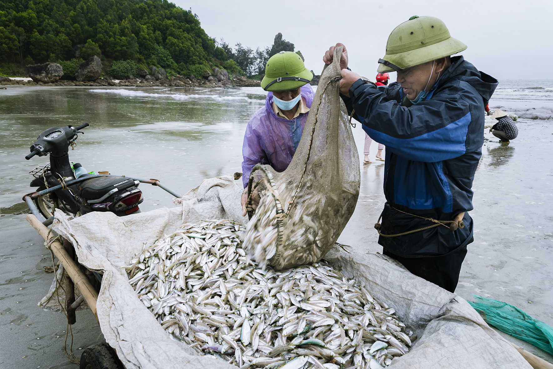 Sau khi phân loại, cá được đưa ra chợ hoặc tư thuơng mua tại chỗ. Ảnh: Hồ Nhật Thanh 