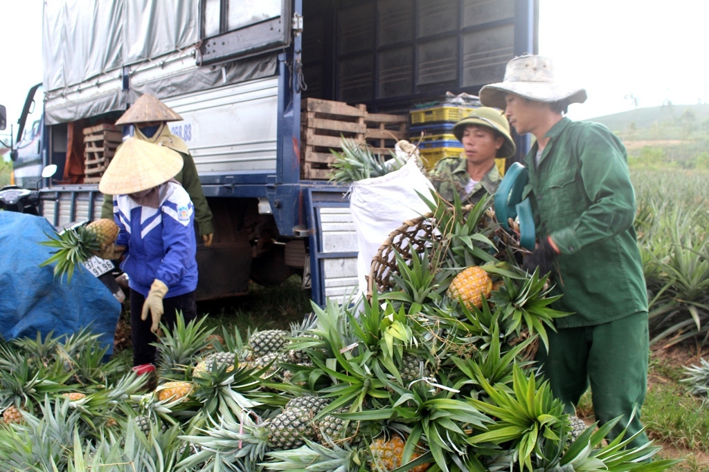 Thương lái thu mua dứa cho bà con rồi vận chuyển đi tiêu thụ cho các Nhà máy dứa các tỉnh phía Bắc. Ảnh Việt Hùng