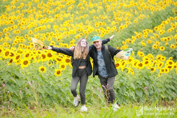 Khách du lịch quốc tế thăm cánh đồng hoa hướng dương tại Nghĩa Đàn. Ảnh: Quang Dũng