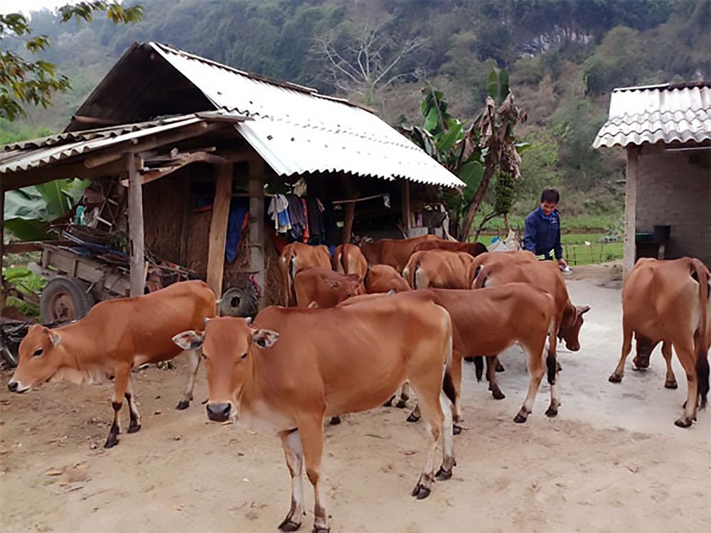 đàn bò của gia dình anh Vi Văn Chung ở Châu Thái, quỳ Hợp