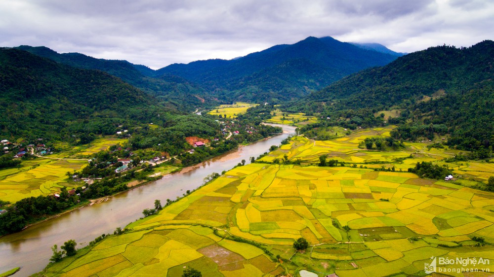 Cánh đồng lúa xã Hạnh Dịch cách trung tâm huyện Quế Phong chừng 15km. Vào mùa thu, lúa trĩu vàng trên những thửa ruộng bậc thang như những dải lụa, khiến cảnh sắc của xã biên giới này trở nên mơ màng, đẹp nhất trong năm. Ảnh: Thành Cường