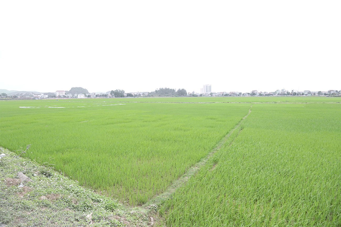 Vùng quy hoạch dự án Khu đô thị xi măng Hoàng Mai.
