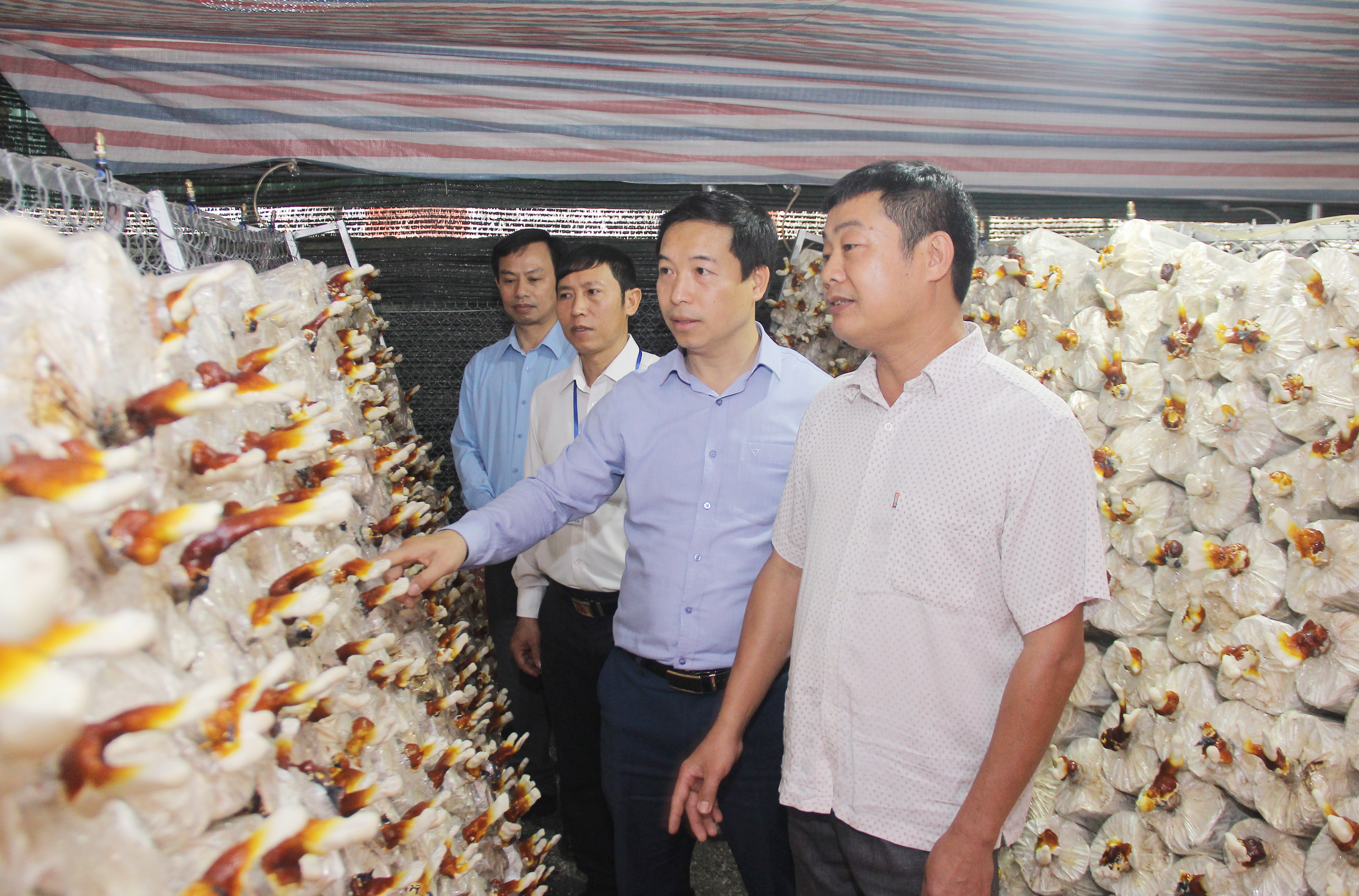 Mô hình trồng nấm linh chi tại xã Nghĩa Thuận, thị xã Thái Hòa. Ảnh: Mai Hoa