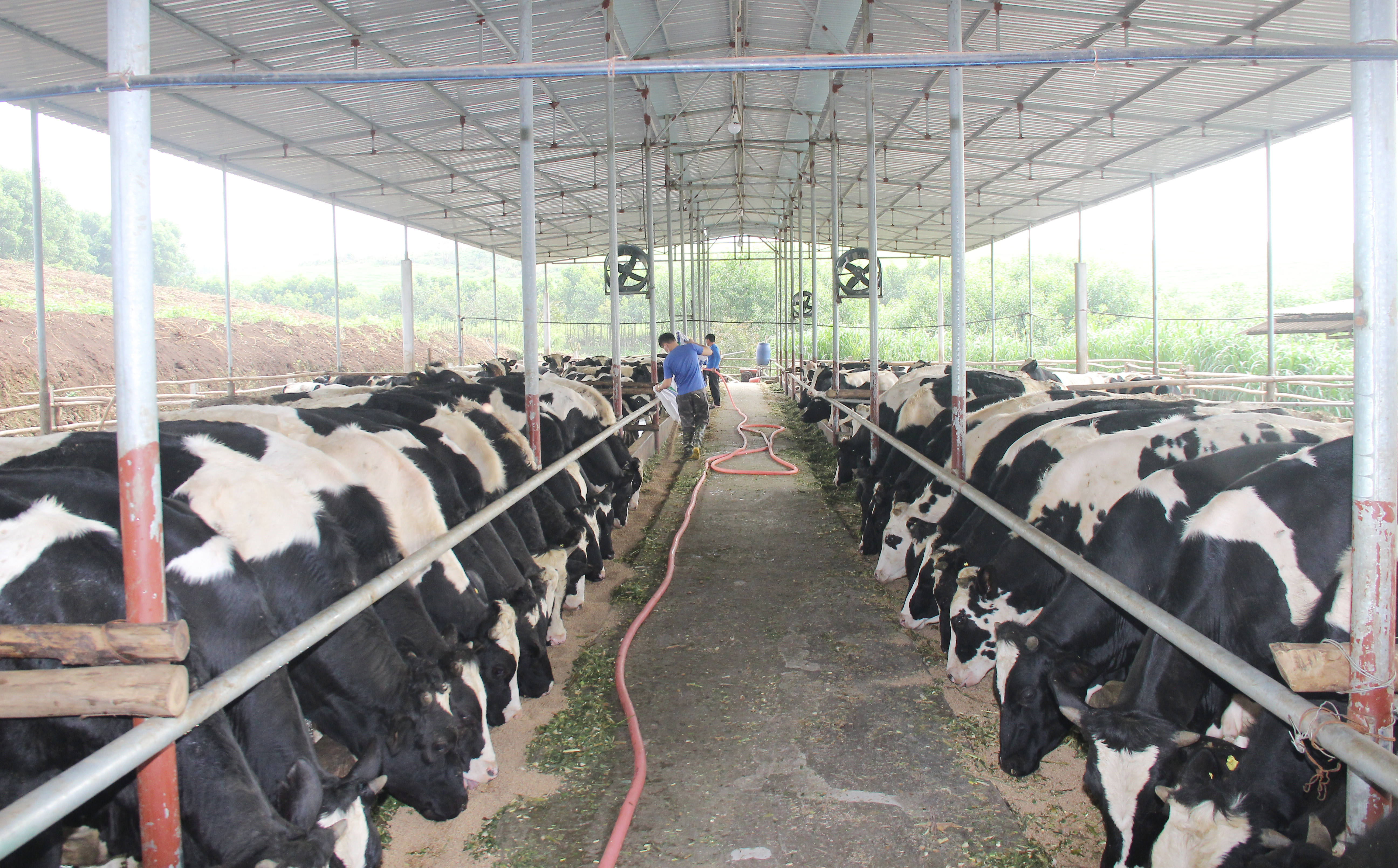 hi xã Thái Hòa đẩy mạnh sản xuất nông nghiệp công nghệ cao. Mô hình chăn nuôi bò sữa thải loại thành bò thương phẩm tại phường Long Sơn
