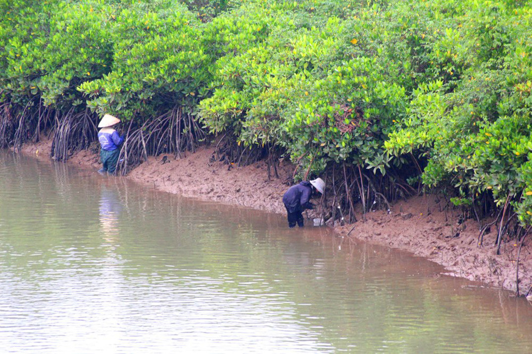 Người dân Quỳnh Lưu đẽo hàu trong rừng ngập mặn. Ảnh: Việt Hùng