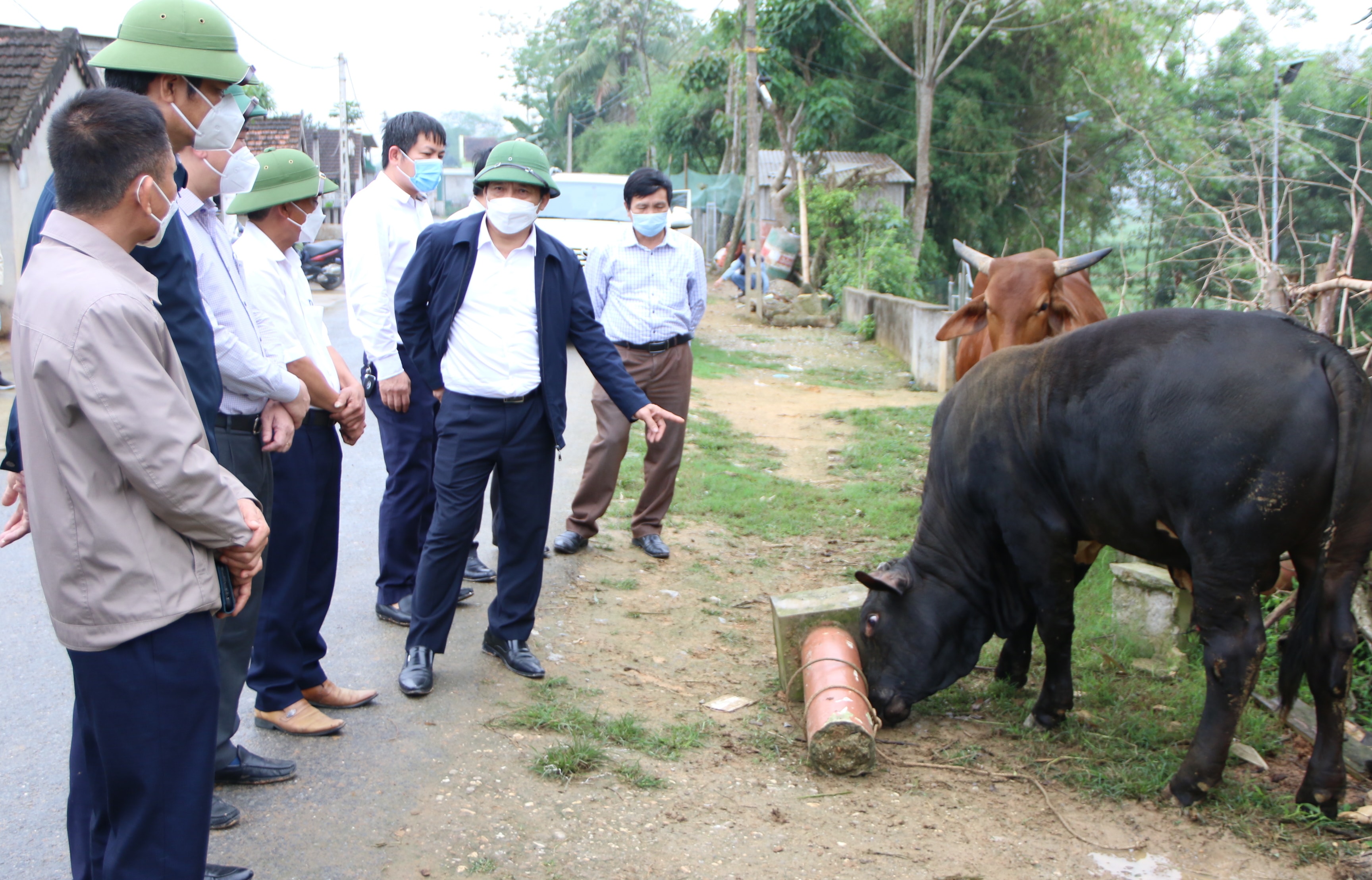 Phó Chủ tịch UBND tỉnh Hoàng Nghĩa Hiếu kiểm tra mô hình nuôi bò BBB tại xã Vĩnh Sơn (Anh Sơn). Ảnh: Tiến Đông 