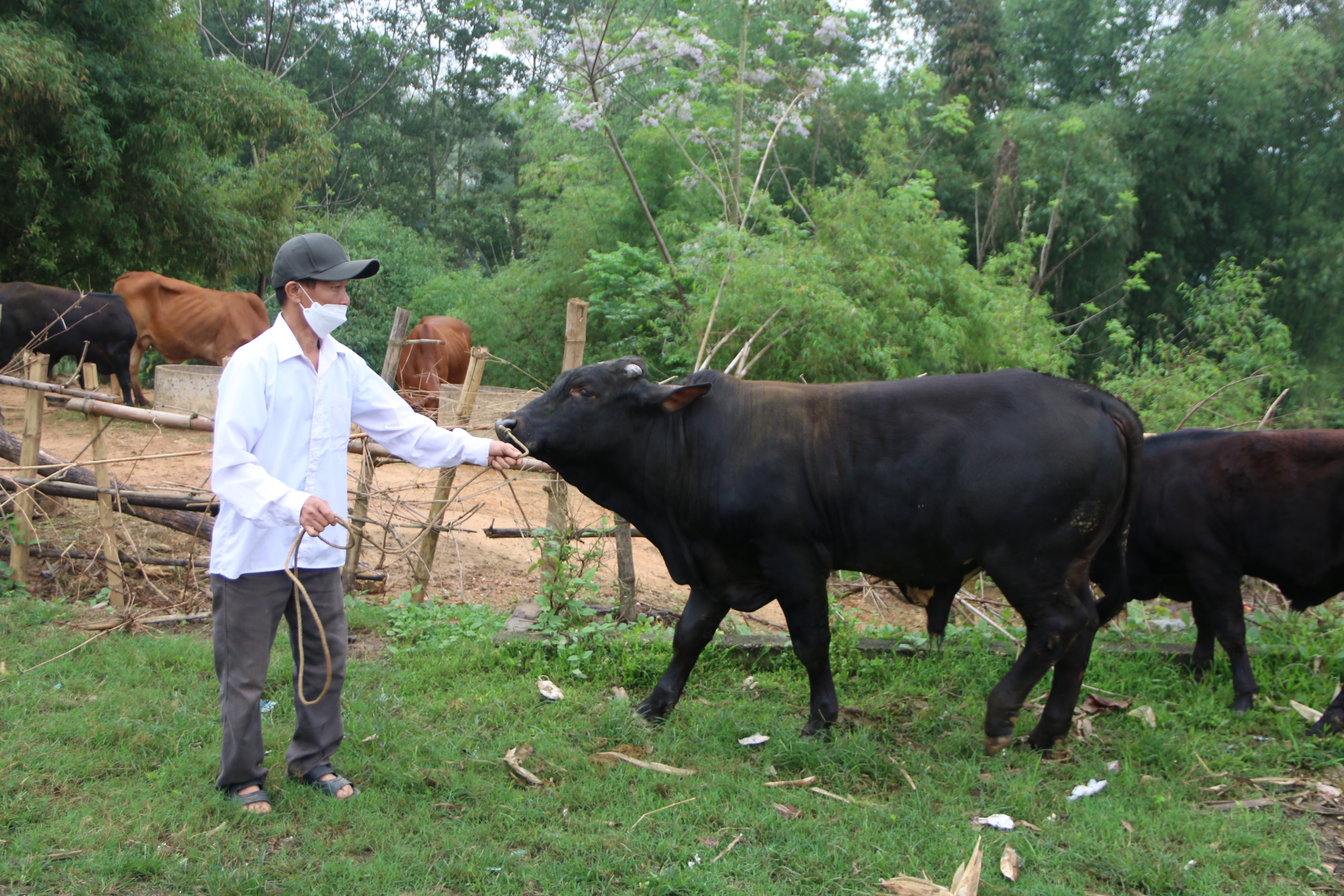 Với kích thước to lớn, bò BBB đem lại giá trị kinh tế cao hơn nhiều so với giống bò địa phương. Ảnh: Tiến Đông 