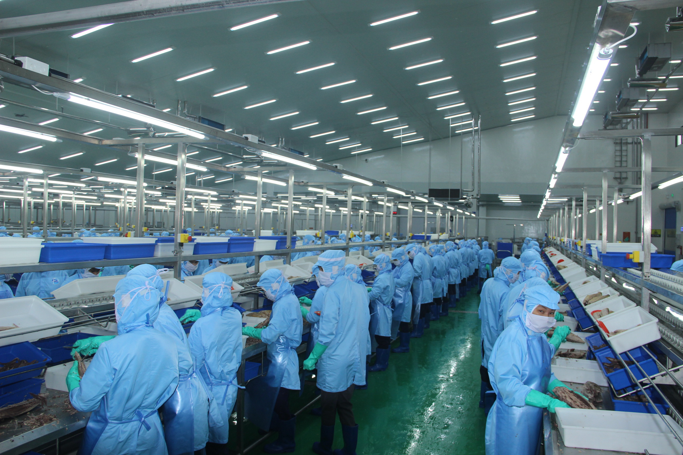 Dây chuyền chế biến cá ngừ tại Nhà máy chế biến cá ngừ Fescol Tuna. Ảnh Thu Huyền