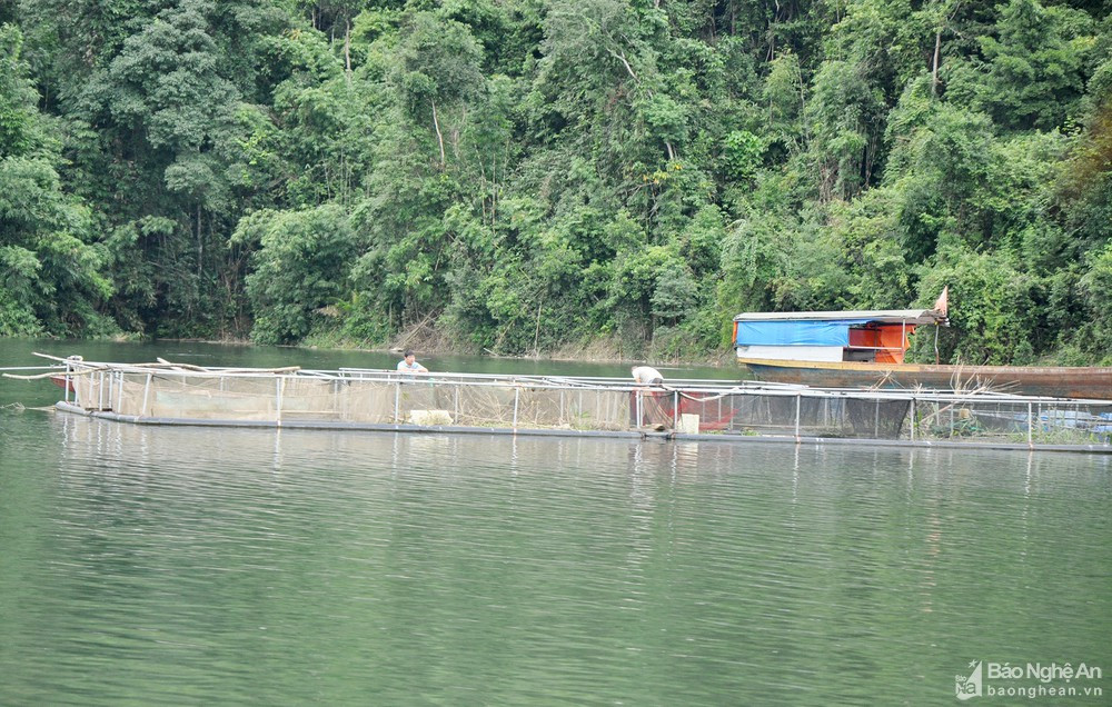 Diện tích mặt nước rộng lớn là điều kiện lý tưởng để Nhiều hộ gia đình ở xã Đồng Văn và Thông Thụ nuôi cá lồng trên lòng hồ thủy điện Hủa Na. Ảnh tư liệu công kiên