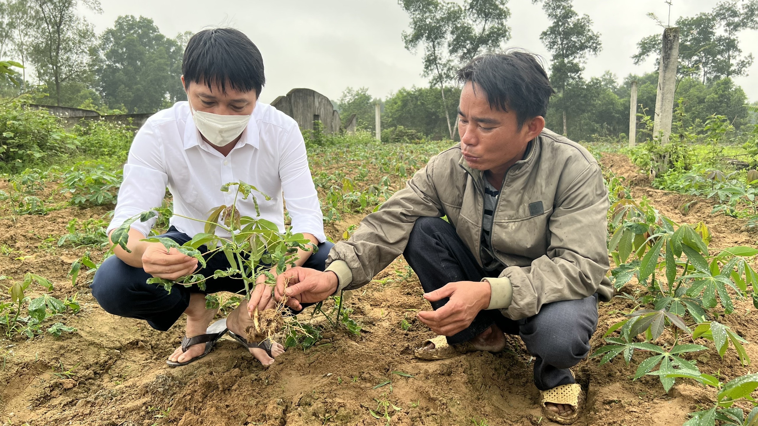 4ha/7,5ha sắn vừa trồng của gia đình anh Trần Văn Nhâm (Thanh Ngọc, Thanh Chương) nhiễm bệnh khảm lá buộc phải nhổ bỏ. Ảnh: Thanh Phúc